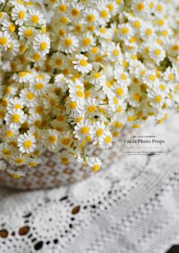 Chamomile - set of 6 bouquets