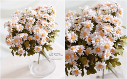 Chamomile - 8 bouquets - spring