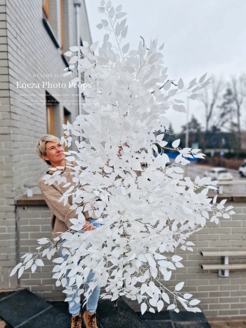 Biała gałąż fikusa - 170 cm Biała gałąż fikusa - 170 cm