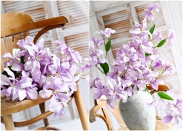 Lilie - 6 sztuk - Light violet