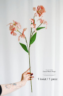 Lilie - 6 sztuk - Peach