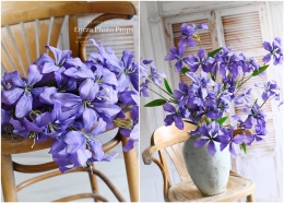 Lilie - 6 sztuk - Violet