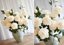 PEONIES - 6 pieces - CREAM