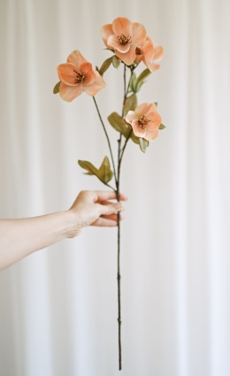 HONEY ANEMONES - 6 pieces - HONEY