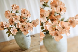 HONEY ANEMONES - 6 pieces - HONEY