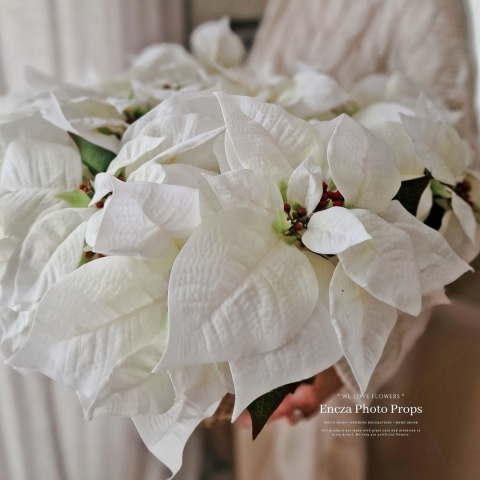 Étoile de Bethléem - bouquet - BLANC Étoile de Bethléem - bouquet - BLANC