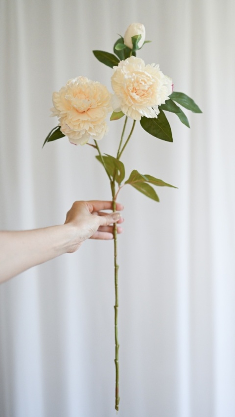 PEONIES - 6 pieces - CREAM PEONIES - 6 pieces - CREAM