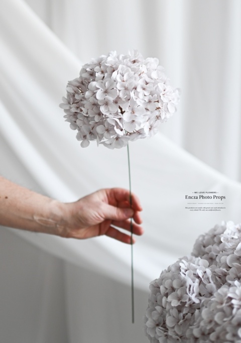 Hortensja - DIRTY WHITE - 12 sztuk