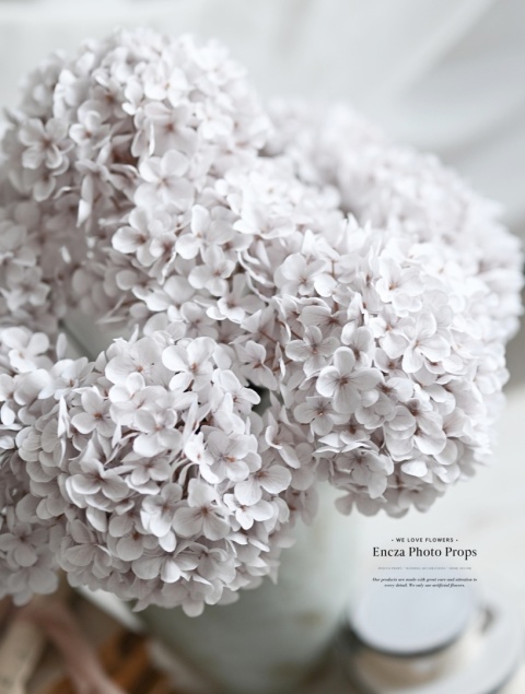 Hortensja - DIRTY WHITE - 12 sztuk