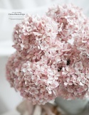 Hortensja - DIRTY PINK - 12 sztuk
