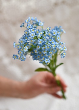 Forget-me-nots - a bouquet