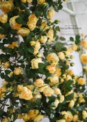 Zestaw różanych gałęzi - YELLOW - 150 cm + 120 cm