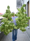 Gałąż hortensji - ZIELONA - 160 cm