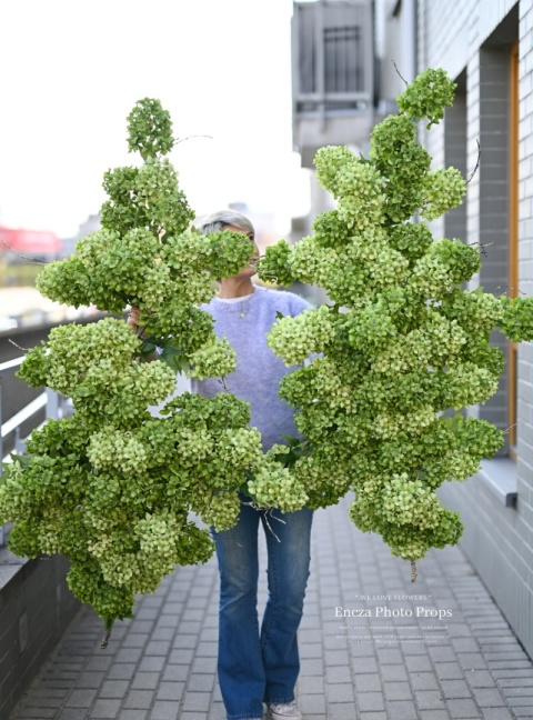 Gałąż hortensji - ZIELONA - 160 cm