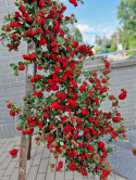 Rose branch - RED - 200 cm