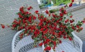 Rose branch - RED - 200 cm