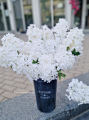 Hydrangea - white - branches