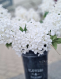 Hortensia - Blanc - Branches